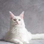 8 Breeds of Cats Known for Their Uncanny Sixth Sense