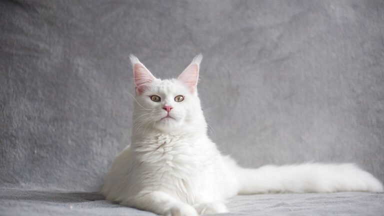 8 Breeds of Cats Known for Their Uncanny Sixth Sense