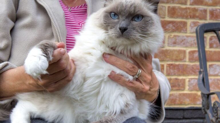 10 Unique Cat Breeds That Form Unbreakable Bonds With Their Owners