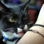 7 Everyday Household Items That Are Secretly Dangerous For Cats