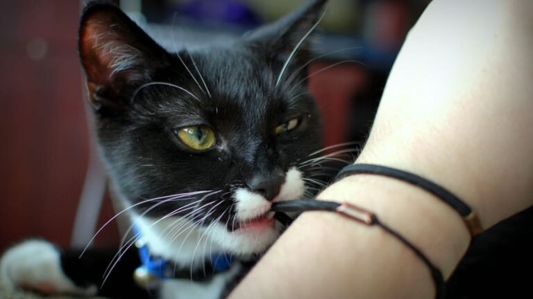 7 Everyday Household Items That Are Secretly Dangerous For Cats