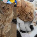 This Majestic, Kind-Souled Cat Is Saved—and At Last Gets the Life He Always Wanted