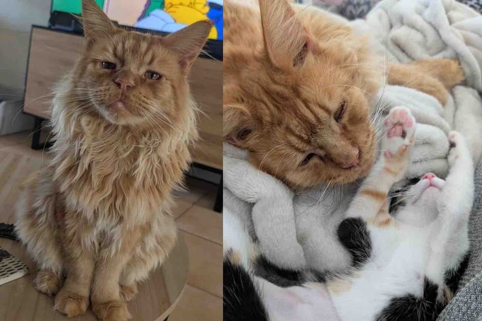 This Majestic, Kind-Souled Cat Is Saved—and At Last Gets the Life He Always Wanted