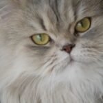 What Your Zodiac Sign Reveals About the Kind of Cat You Bond With Best