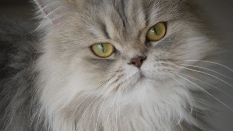 What Your Zodiac Sign Reveals About the Kind of Cat You Bond With Best