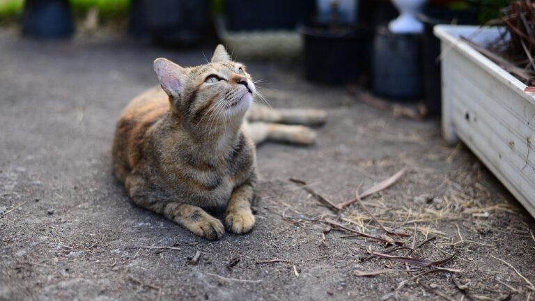 How Can You Tell If Your Cat Truly Enjoys Your Company?