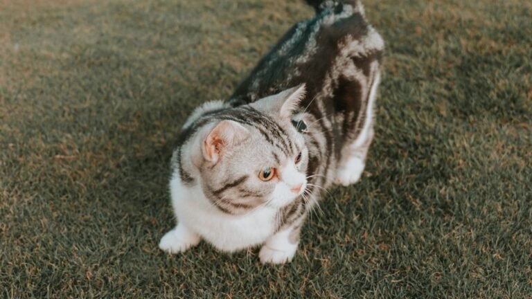 The Most Emotionally Compatible Cat Breeds for Sensitive Zodiac Signs