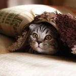 Are Weighted Blankets Good for Cats?
