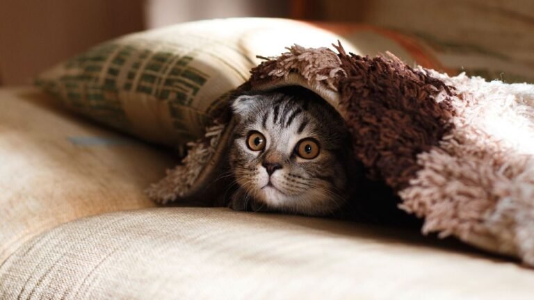 Are Weighted Blankets Good for Cats?
