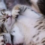 Zodiac Signs That Prefer Affectionate Cats and Ones That Dont