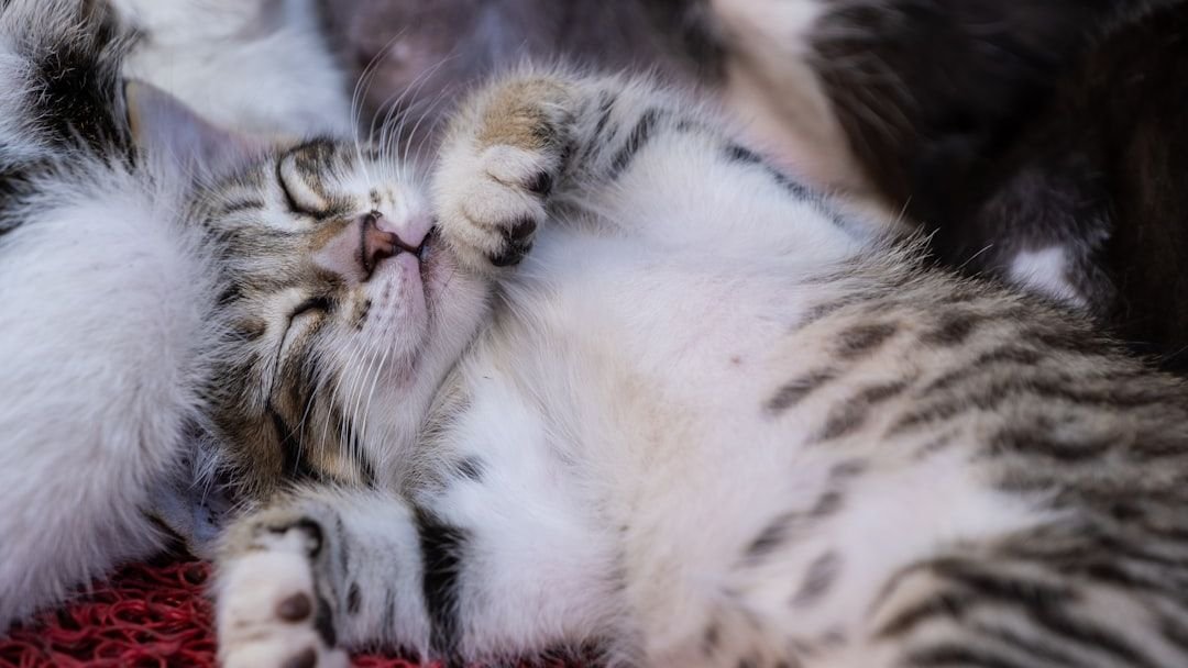 Zodiac Signs That Prefer Affectionate Cats and Ones That Dont