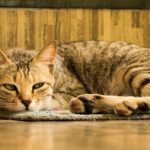 You're Underfeeding Your Cat's Mind: Are You Making This Mistake?