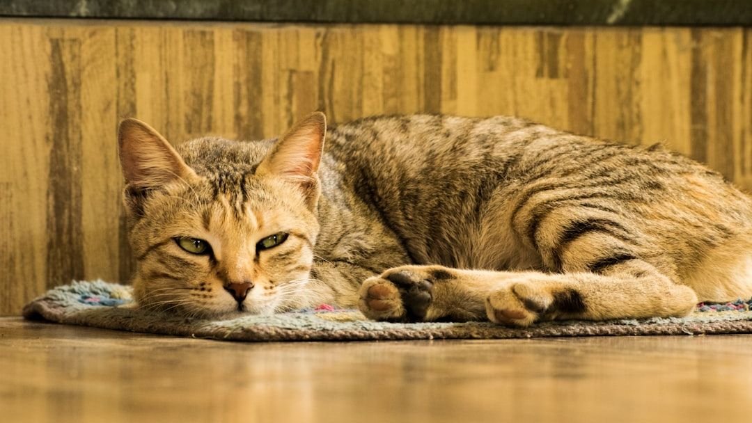 You're Underfeeding Your Cat's Mind: Are You Making This Mistake?