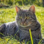 5 Things That Attract Ticks To Your Cat