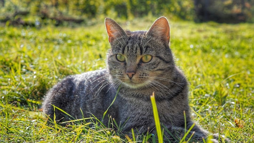 5 Things That Attract Ticks To Your Cat
