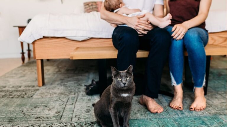 5 Cat Breeds That Belong In Families (And 5 That Prefer Single Owners)
