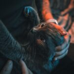 Could Your Cat Be Picking Up on Your Unspoken Emotions?