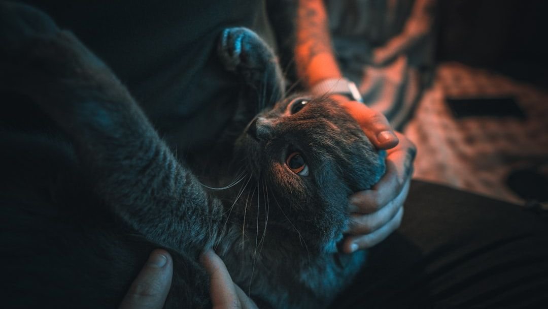 Could Your Cat Be Picking Up on Your Unspoken Emotions?
