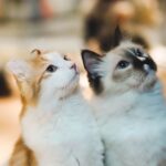 How Do Cats Communicate With Each Other When You're Not Around?