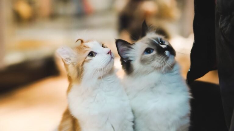 How Do Cats Communicate With Each Other When You're Not Around?