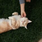 10 Signs Your Cat Loves You More Than You Know