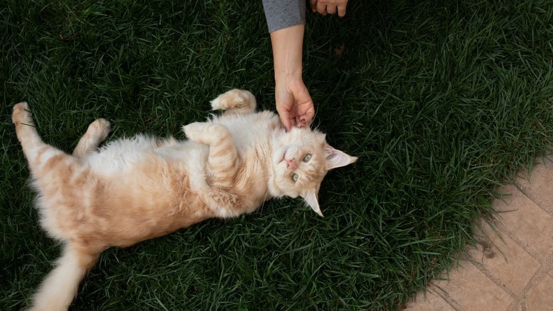 10 Signs Your Cat Loves You More Than You Know