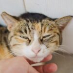 The Way Your Cat Blinks Slowly Means More Than Just Sleepiness