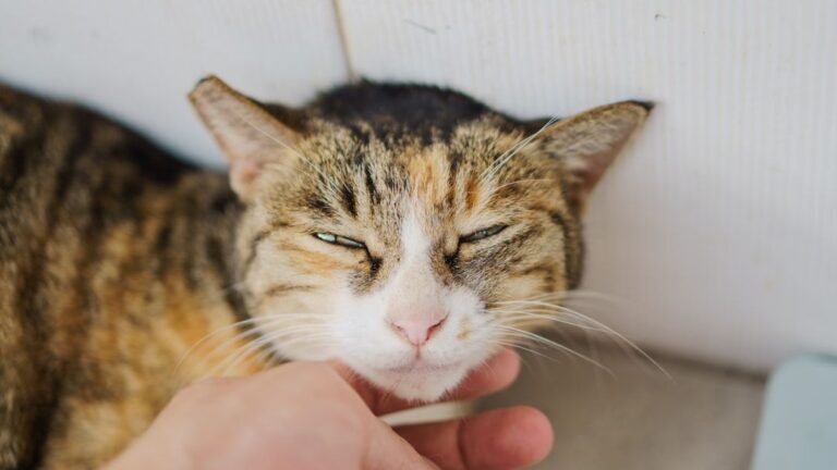 The Way Your Cat Blinks Slowly Means More Than Just Sleepiness