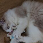 Why Pets Cling on to Toys For Emotional Support
