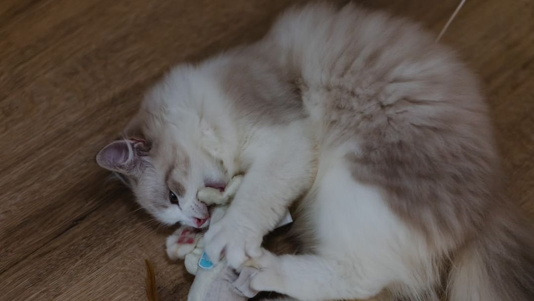 Why Pets Cling on to Toys For Emotional Support