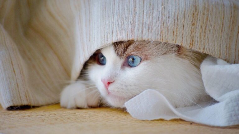 9 Unexpected Places Your Cat Might Hide When They Need Quiet Time