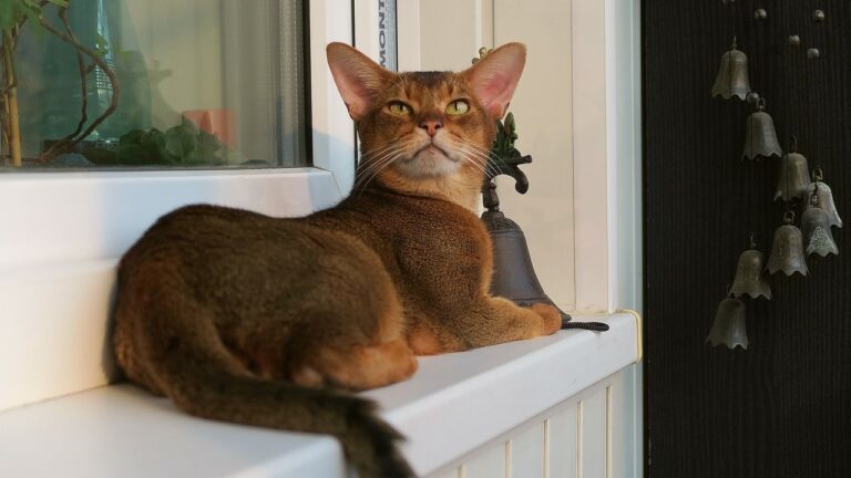 Cat Breeds That Adapt Easily to Change vs Breeds That Struggle With New Environments