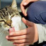 What Does It Really Mean When Your Cat Grooms You Like a Kitten?
