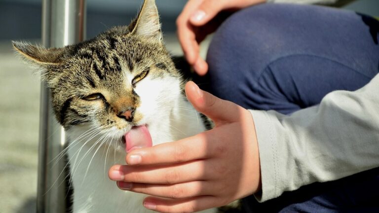 What Does It Really Mean When Your Cat Grooms You Like a Kitten?