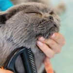Cat Breeds That Handle Routine Grooming vs Breeds That Resist Handling