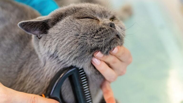 Cat Breeds That Handle Routine Grooming vs Breeds That Resist Handling