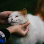 Don't Assume Your Cat Doesn't Miss You: Their Affection Is Just Subtle