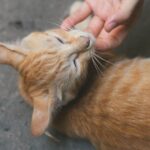 9 Subtle Ways Your Cat Shows Unconditional Love (Even When You Least Expect It)