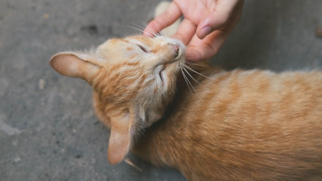 9 Subtle Ways Your Cat Shows Unconditional Love (Even When You Least Expect It)