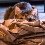 7 Common Household Items That Secretly Delight Your Feline Friend