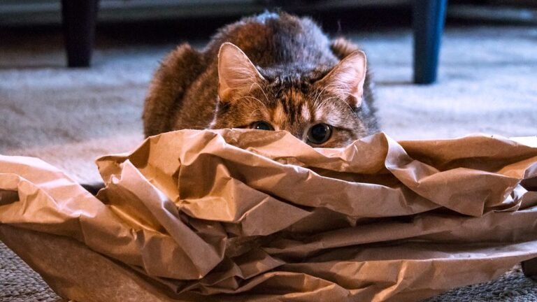 7 Common Household Items That Secretly Delight Your Feline Friend