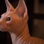 5 Cat Breeds That Build Trust Quickly (And 5 That Take Years to Fully Bond)