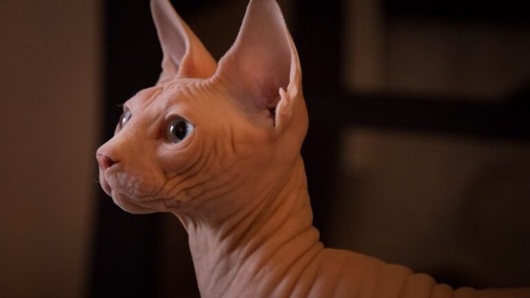 5 Cat Breeds That Build Trust Quickly (And 5 That Take Years to Fully Bond)