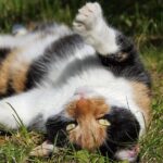 12 Curious Cat Behaviors That Are Actually Signs of a Healthy, Happy Pet