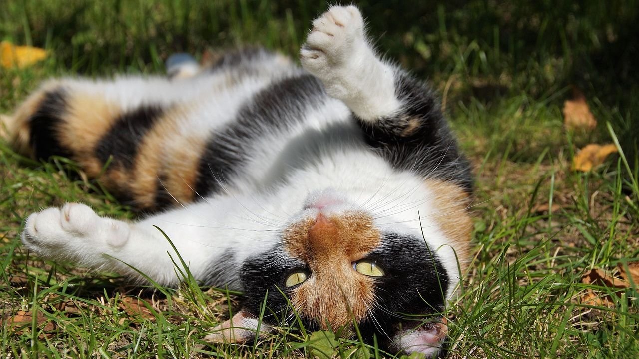 12 Curious Cat Behaviors That Are Actually Signs of a Healthy, Happy Pet