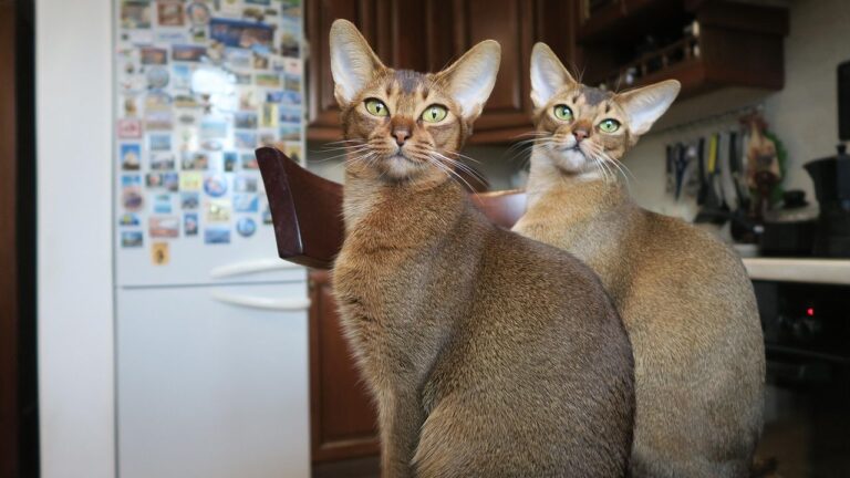 7 Cat Breeds That Tolerate Other Pets (And 5 That Prefer Being the Only One at Home)
