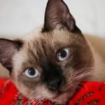 Cat Breeds That Handle Alone Time Well vs Breeds Prone to Separation Stress