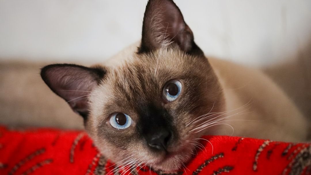 Cat Breeds That Handle Alone Time Well vs Breeds Prone to Separation Stress