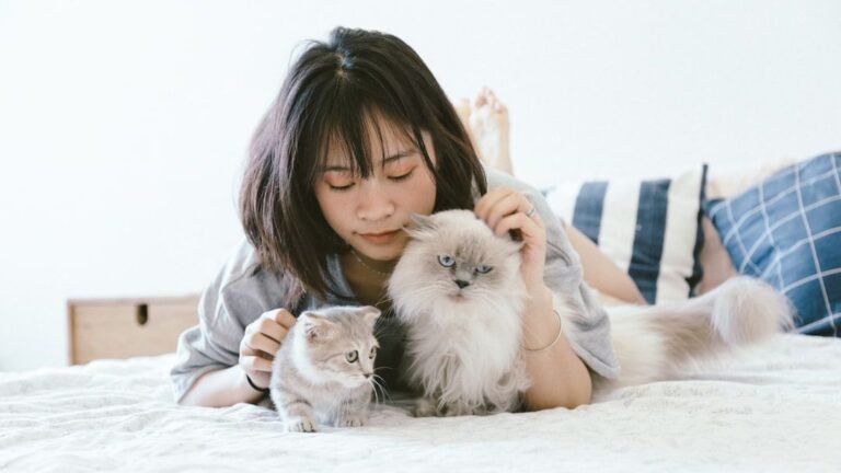 Cat Breeds That Follow You Everywhere vs Breeds That Value Personal Space