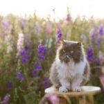 The Best Cat Breeds for Introverted vs Extroverted Zodiac Signs